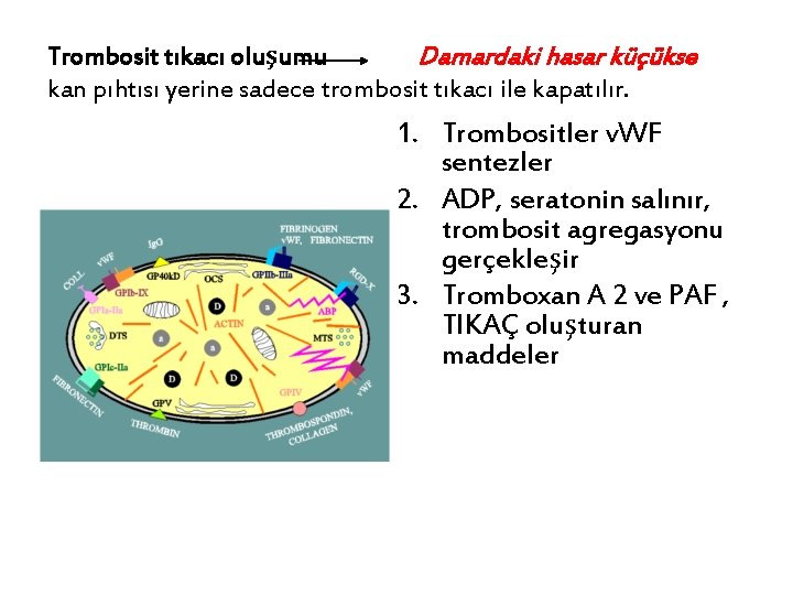 Trombosit tıkacı oluşumu Damardaki hasar küçükse kan pıhtısı yerine sadece trombosit tıkacı ile kapatılır.