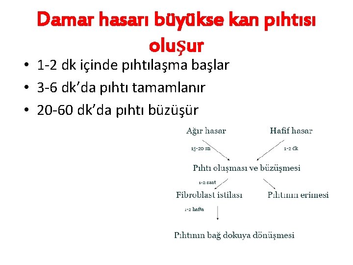 Damar hasarı büyükse kan pıhtısı oluşur • 1 -2 dk içinde pıhtılaşma başlar •