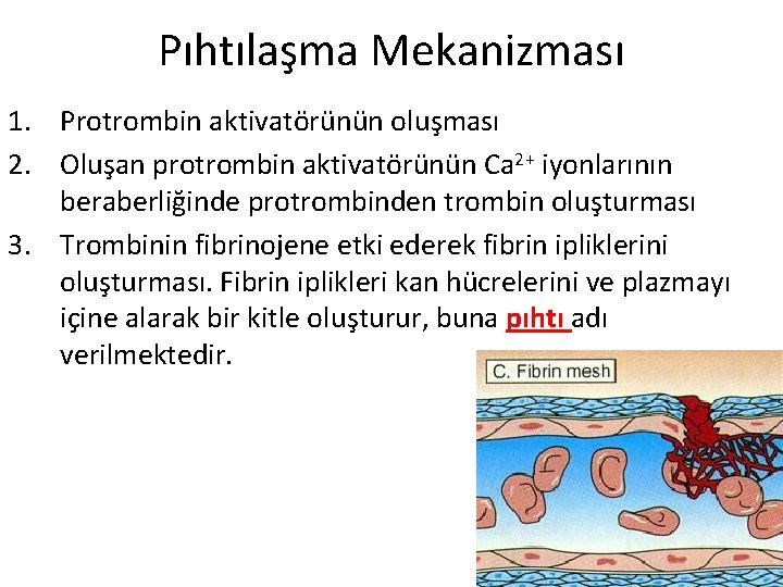 Pıhtılaşma Mekanizması 1. Protrombin aktivatörünün oluşması 2. Oluşan protrombin aktivatörünün Ca 2+ iyonlarının beraberliğinde