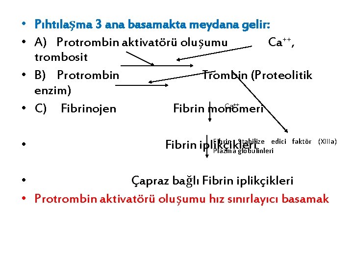  • Pıhtılaşma 3 ana basamakta meydana gelir: • A) Protrombin aktivatörü oluşumu Ca++,