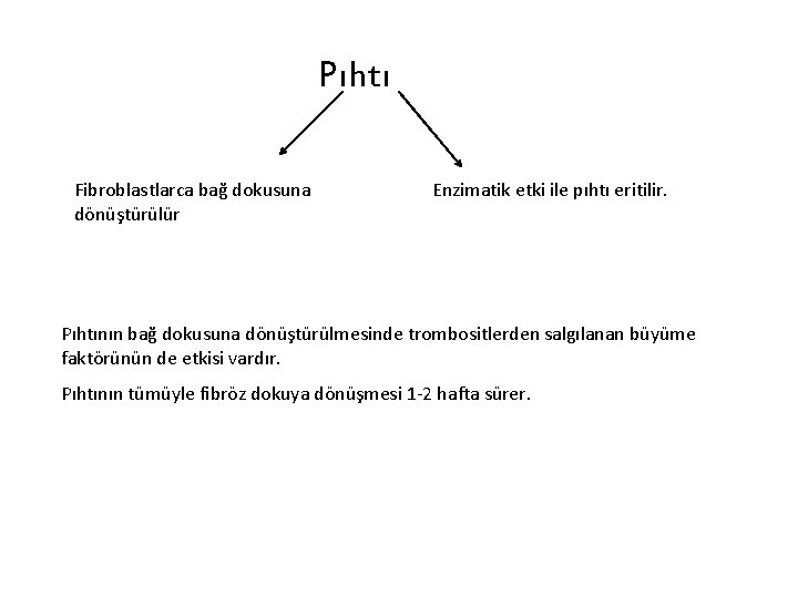 Pıhtı Fibroblastlarca bağ dokusuna dönüştürülür Enzimatik etki ile pıhtı eritilir. Pıhtının bağ dokusuna dönüştürülmesinde