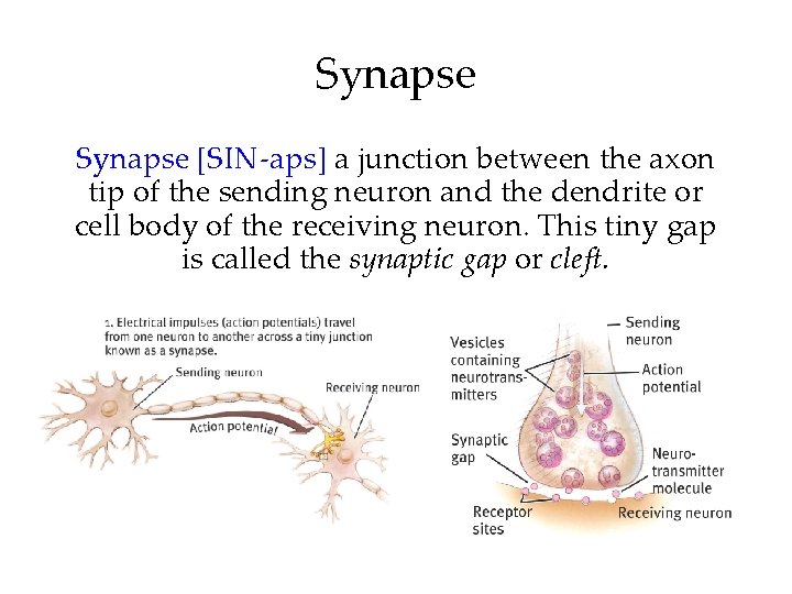 Synapse [SIN-aps] a junction between the axon tip of the sending neuron and the