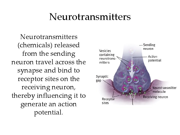 Neurotransmitters (chemicals) released from the sending neuron travel across the synapse and bind to Neurotransmitters (chemicals) released from the sending neuron travel across the synapse and bind to