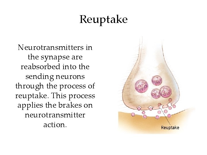 Reuptake Neurotransmitters in the synapse are reabsorbed into the sending neurons through the process