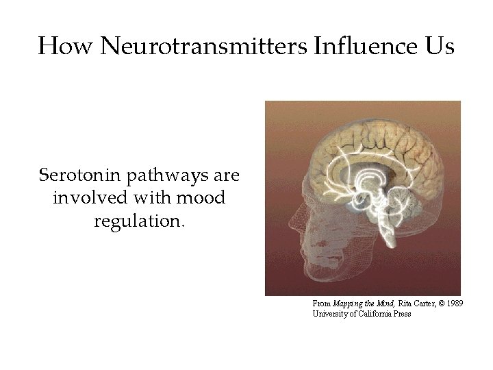 How Neurotransmitters Influence Us Serotonin pathways are involved with mood regulation. From Mapping the How Neurotransmitters Influence Us Serotonin pathways are involved with mood regulation. From Mapping the