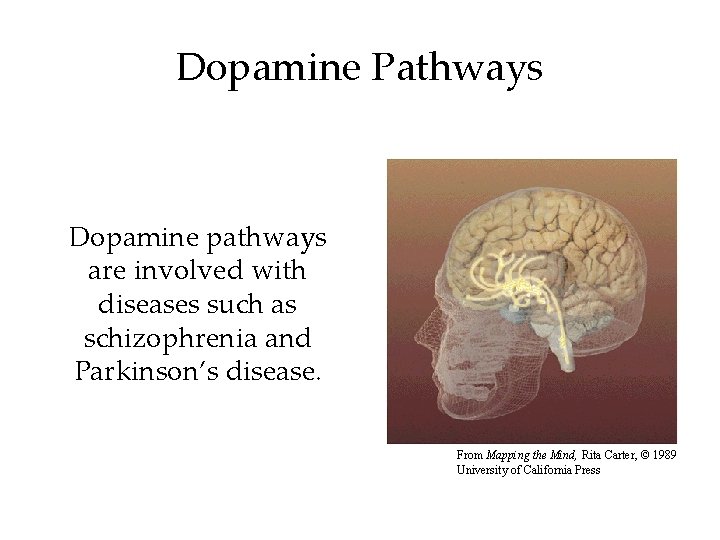 Dopamine Pathways Dopamine pathways are involved with diseases such as schizophrenia and Parkinson’s disease.