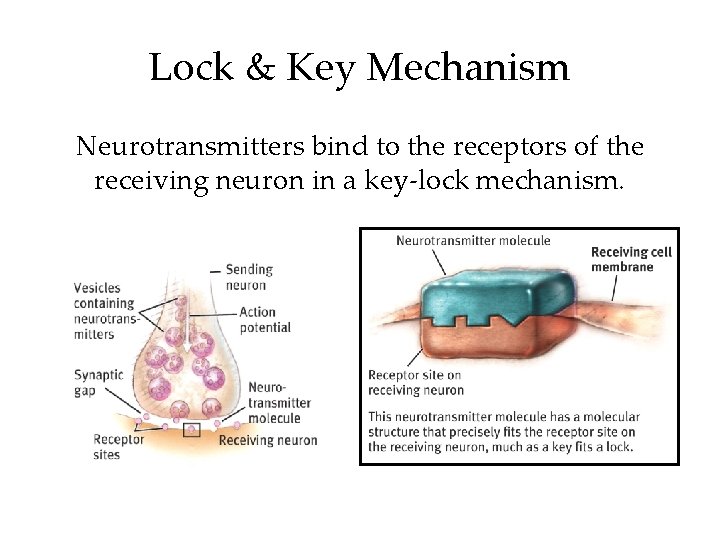 Lock & Key Mechanism Neurotransmitters bind to the receptors of the receiving neuron in Lock & Key Mechanism Neurotransmitters bind to the receptors of the receiving neuron in