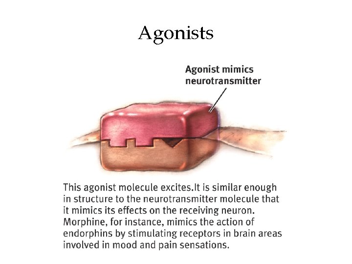 Agonists 