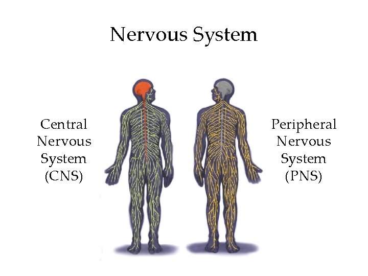 Nervous System Central Nervous System (CNS) Peripheral Nervous System (PNS) 
