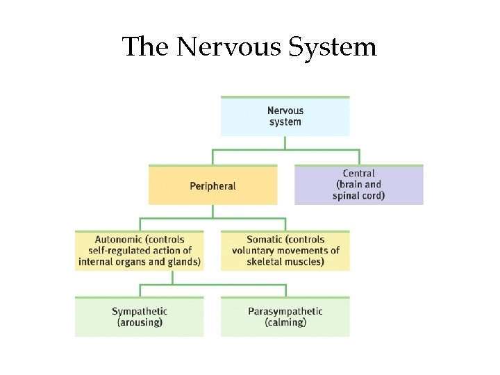 The Nervous System The Nervous System