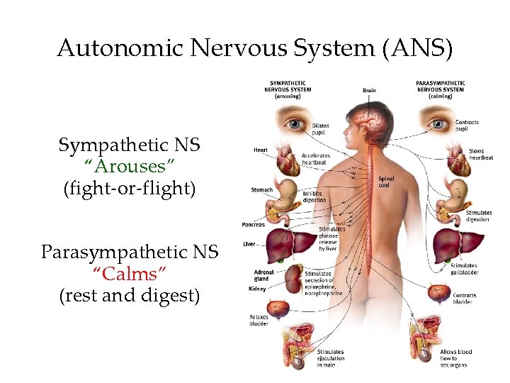 Autonomic Nervous System (ANS) Sympathetic NS “Arouses” (fight-or-flight) Parasympathetic NS “Calms” (rest and digest) Autonomic Nervous System (ANS) Sympathetic NS “Arouses” (fight-or-flight) Parasympathetic NS “Calms” (rest and digest)
