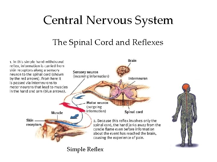 Central Nervous System The Spinal Cord and Reflexes Simple Reflex Central Nervous System The Spinal Cord and Reflexes Simple Reflex