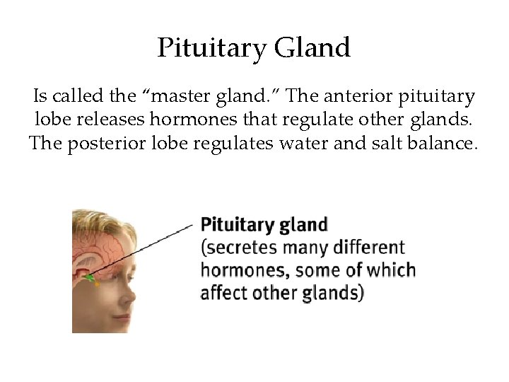 Pituitary Gland Is called the “master gland. ” The anterior pituitary lobe releases hormones Pituitary Gland Is called the “master gland. ” The anterior pituitary lobe releases hormones