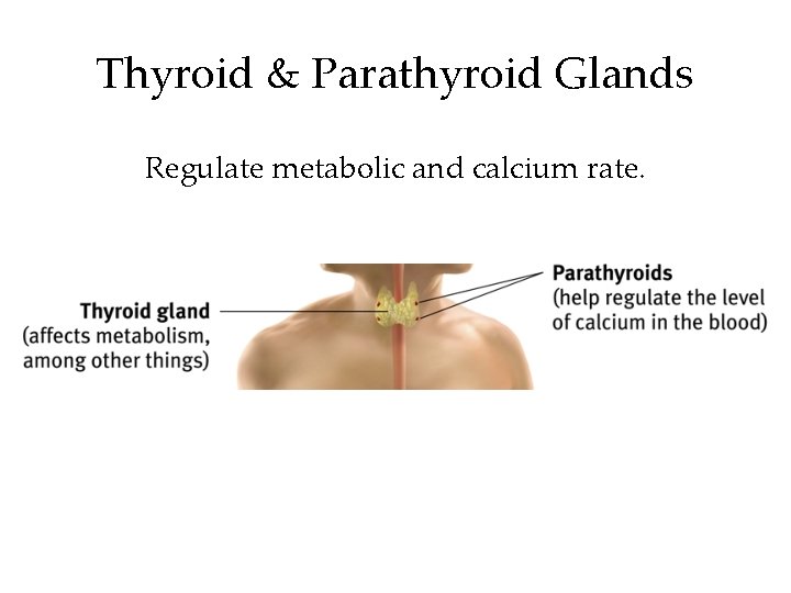 Thyroid & Parathyroid Glands Regulate metabolic and calcium rate. 