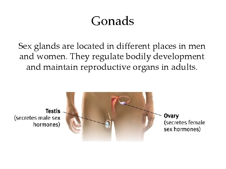 Gonads Sex glands are located in different places in men and women. They regulate Gonads Sex glands are located in different places in men and women. They regulate