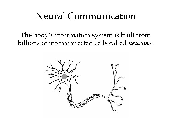 Neural Communication The body’s information system is built from billions of interconnected cells called