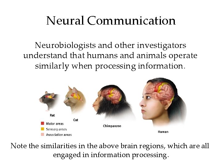 Neural Communication Neurobiologists and other investigators understand that humans and animals operate similarly when Neural Communication Neurobiologists and other investigators understand that humans and animals operate similarly when
