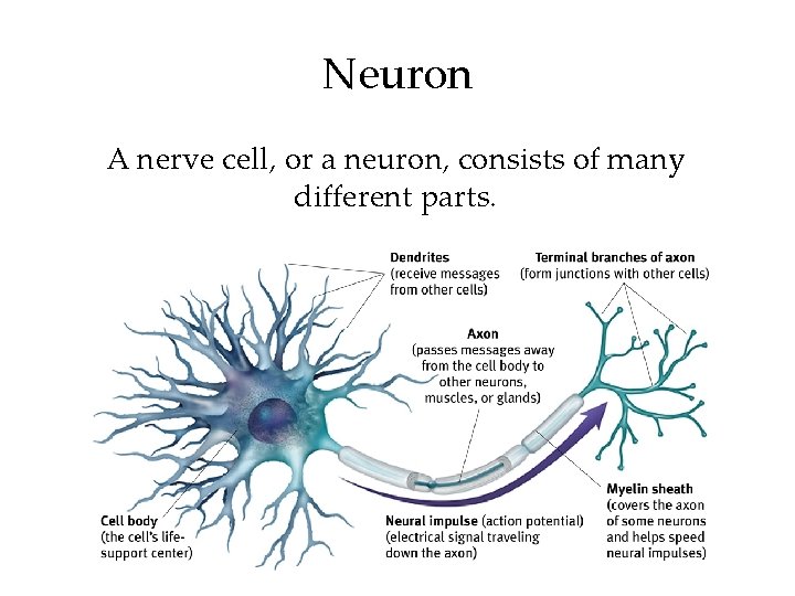 Neuron A nerve cell, or a neuron, consists of many different parts. 