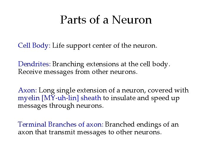 Parts of a Neuron Cell Body: Life support center of the neuron. Dendrites: Branching