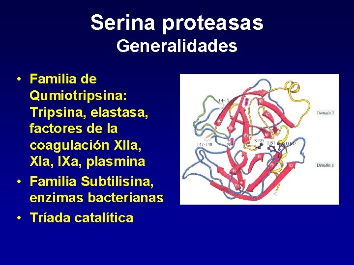 Serina proteasas Generalidades • Familia de Qumiotripsina: Tripsina, elastasa, factores de la coagulación XIIa,