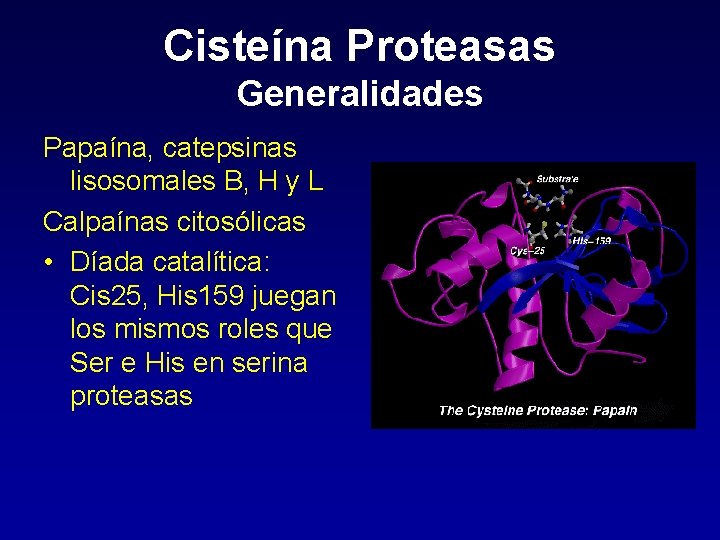 Cisteína Proteasas Generalidades Papaína, catepsinas lisosomales B, H y L Calpaínas citosólicas • Díada