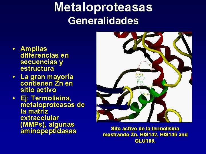 Metaloproteasas Generalidades • Amplias differencias en secuencias y estructura • La gran mayoría contienen