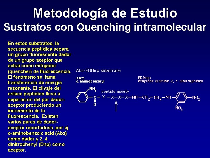 Metodología de Estudio Sustratos con Quenching intramolecular En estos substratos, la secuencia peptídica separa