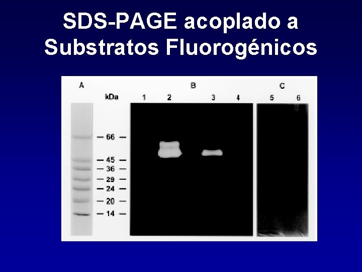 SDS-PAGE acoplado a Substratos Fluorogénicos 