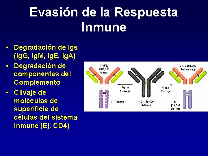 Evasión de la Respuesta Inmune • Degradación de Igs (Ig. G, Ig. M, Ig.