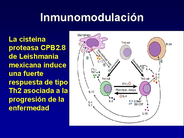 Inmunomodulación La cisteína proteasa CPB 2. 8 de Leishmania mexicana induce una fuerte respuesta