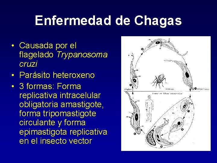 Enfermedad de Chagas • Causada por el flagelado Trypanosoma cruzi • Parásito heteroxeno •