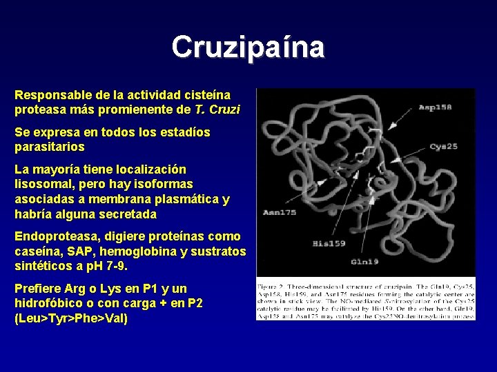 Cruzipaína Responsable de la actividad cisteína proteasa más promienente de T. Cruzi Se expresa