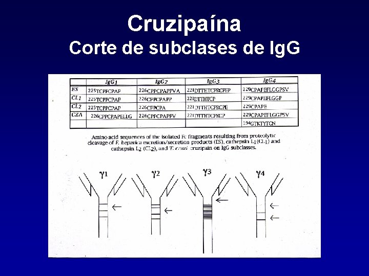 Cruzipaína Corte de subclases de Ig. G 