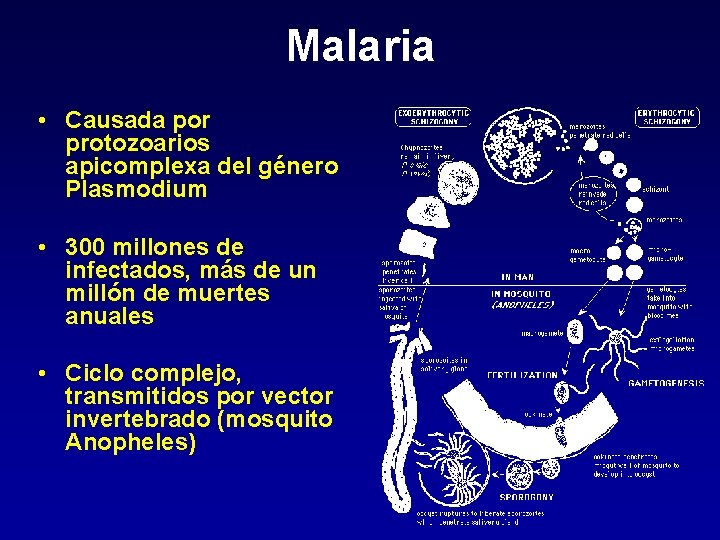Malaria • Causada por protozoarios apicomplexa del género Plasmodium • 300 millones de infectados,