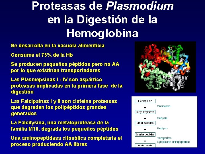 Proteasas de Plasmodium en la Digestión de la Hemoglobina Se desarrolla en la vacuola