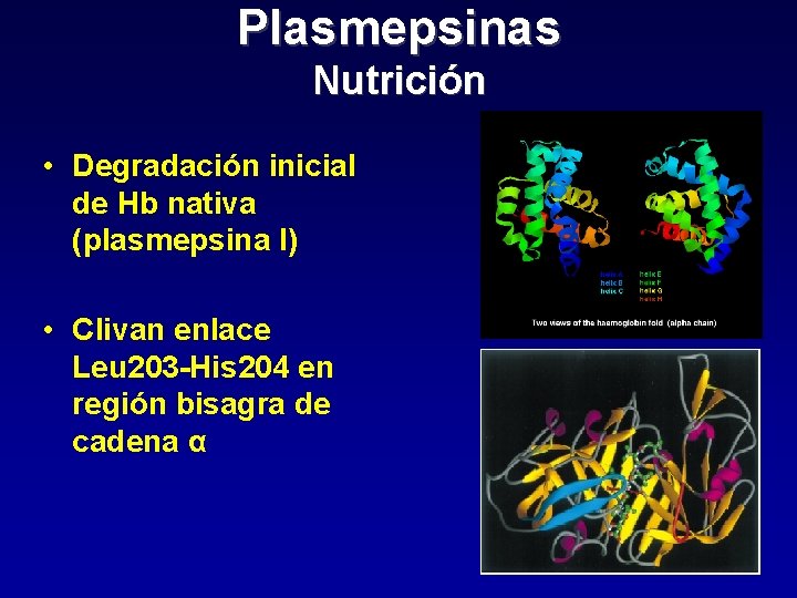 Plasmepsinas Nutrición • Degradación inicial de Hb nativa (plasmepsina I) • Clivan enlace Leu