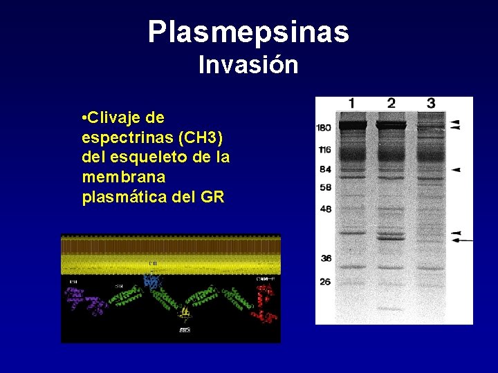 Plasmepsinas Invasión • Clivaje de espectrinas (CH 3) del esqueleto de la membrana plasmática