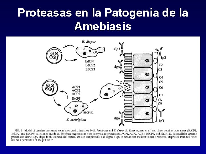 Proteasas en la Patogenia de la Amebiasis 