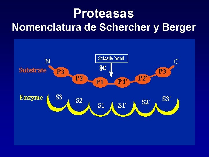 Proteasas Nomenclatura de Scher y Berger 