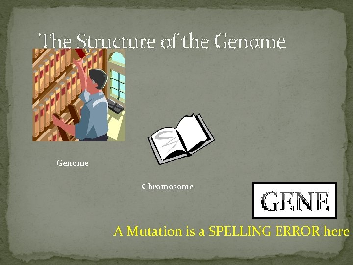The Structure of the Genome Chromosome GENE A Mutation is a SPELLING ERROR here