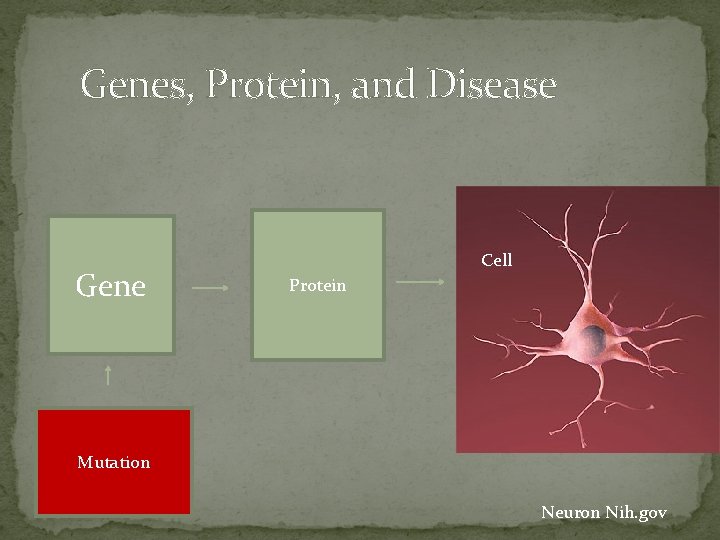 Genes, Protein, and Disease Gene Cell Protein Mutation Neuron Nih. gov Genes, Protein, and Disease Gene Cell Protein Mutation Neuron Nih. gov