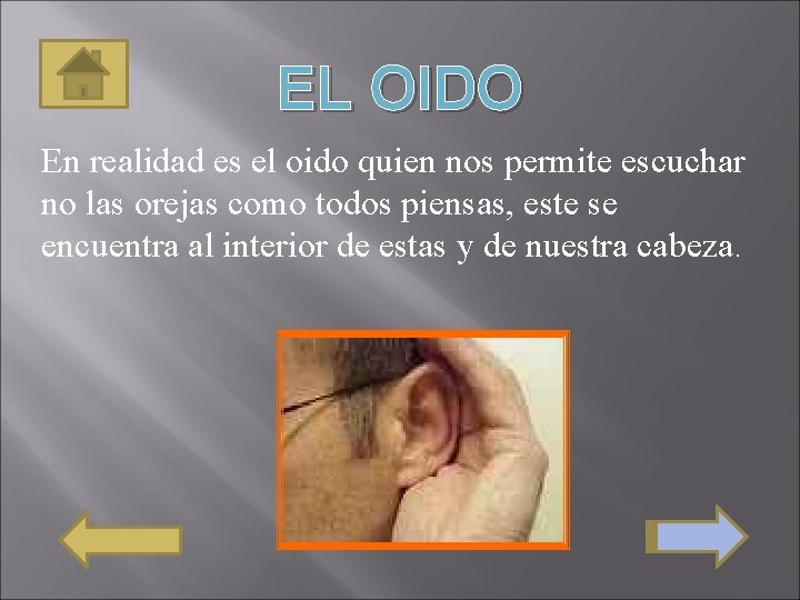 EL OIDO En realidad es el oido quien nos permite escuchar no las orejas