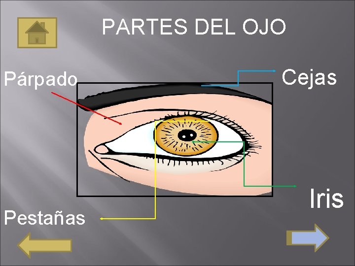 PARTES DEL OJO Párpado Pestañas Cejas Iris 