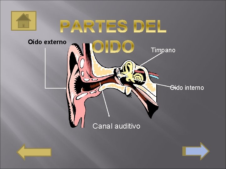 Oído externo Timpano Oido interno Canal auditivo 