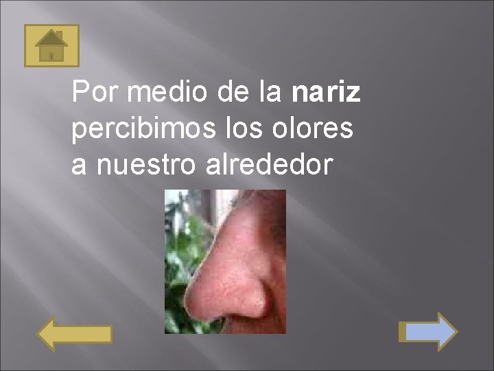 Por medio de la nariz percibimos los olores a nuestro alrededor 