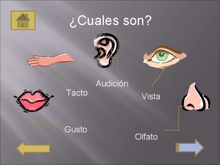 ¿Cuales son? Tacto Gusto Audición Vista Olfato 