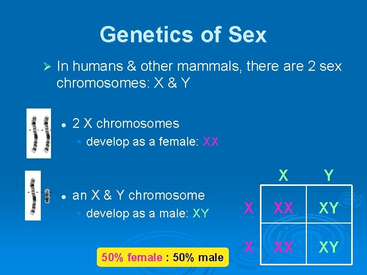 Genetics of Sex Ø In humans & other mammals, there are 2 sex chromosomes: