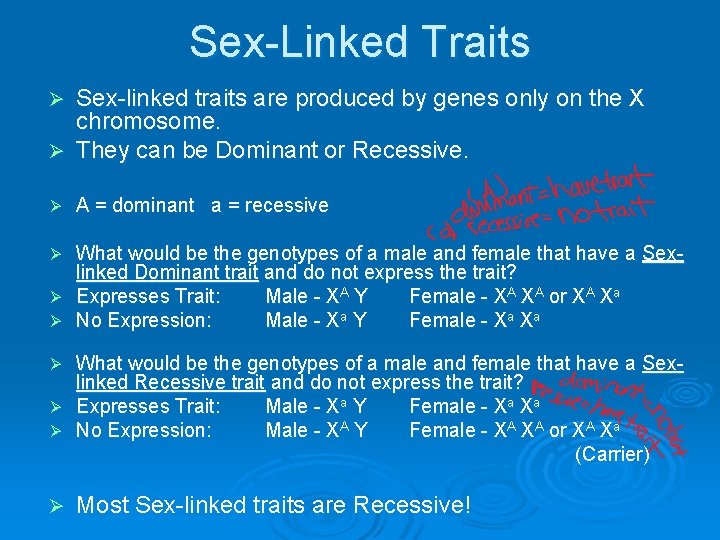 Sex-Linked Traits Sex-linked traits are produced by genes only on the X chromosome. Ø