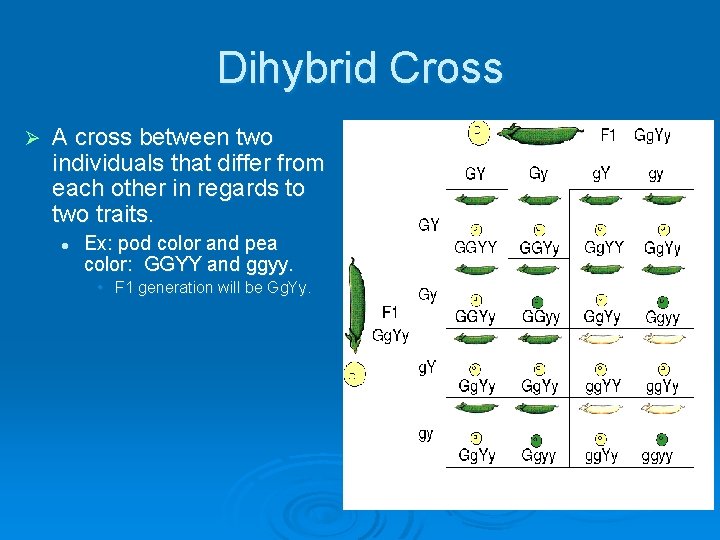 Dihybrid Cross Ø A cross between two individuals that differ from each other in