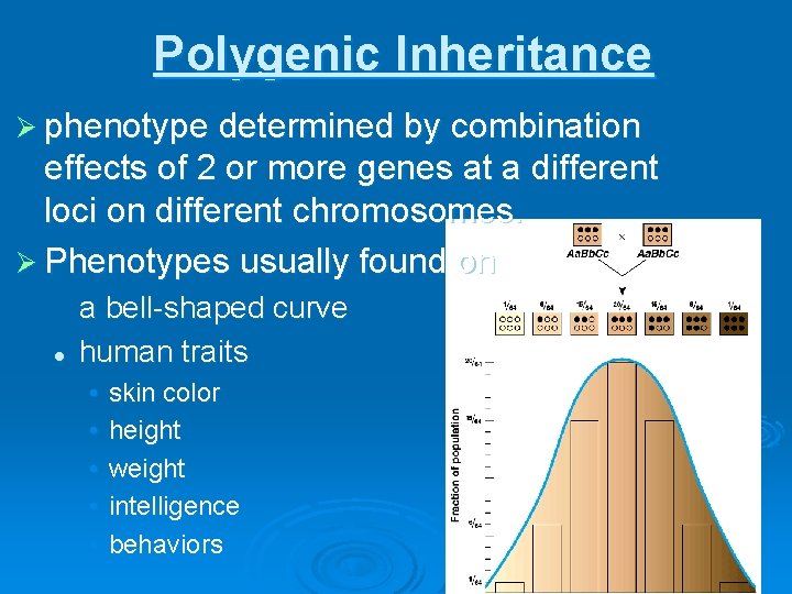 Polygenic Inheritance Ø phenotype determined by combination effects of 2 or more genes at
